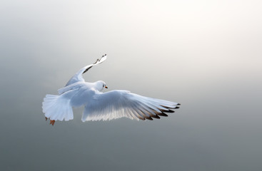 Möwe fliegt der Sonne entgegen
