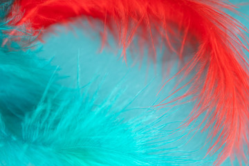 Close up soft abstract background with macro feather red and blue