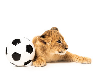cute lion cub near soccer ball isolated on white