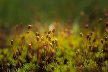 Foto op Plexiglas bloeiend mos © Wicher Oort