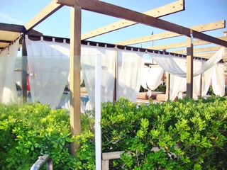 rows of plants in greenhouse