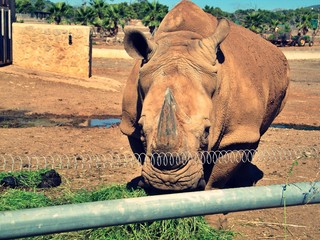 rhinoceros in zoo