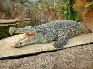 crocodile with mouth wide open