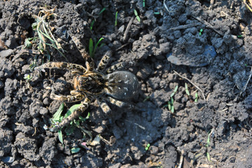 Lycosa (Lycosa singoriensis, wolf spiders) on gray ground, top view