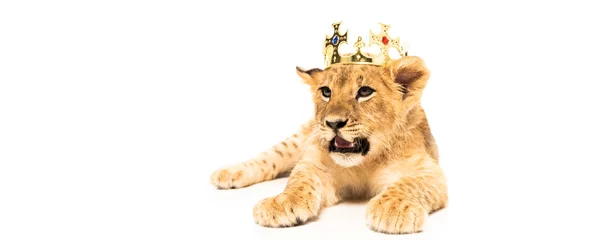 Foto op Plexiglas cute lion cub in golden crown isolated on white © LIGHTFIELD STUDIOS