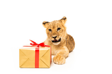 cute lion cub near golden gift with red ribbons isolated on white