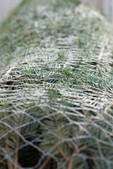 Closeup of a  packed green Nordmann fir is lying outside the house on the balcony and waiting for its use as Christmas tree
