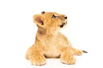 Gordijnen cute lion cub lying and looking away isolated on white © LIGHTFIELD STUDIOS
