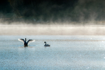 white swans on an autumn lake on a sunny day