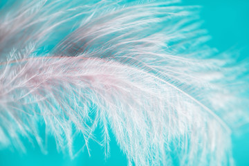 Pastel soft abstract background, pink feather on blue background