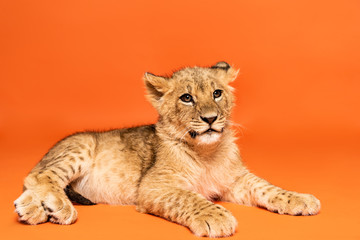 Fototapeta na wymiar cute lion cub lying on orange background