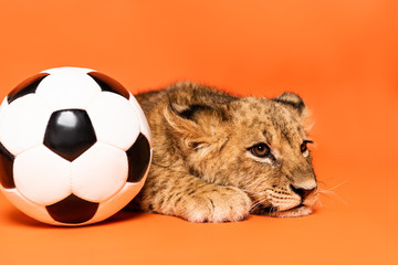 cute lion cub lying near soccer ball on orange background