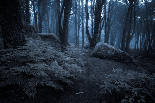 Spooky misty foggy dark forest at night