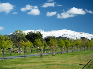 Sunny landscape with trees in snowy mountains background