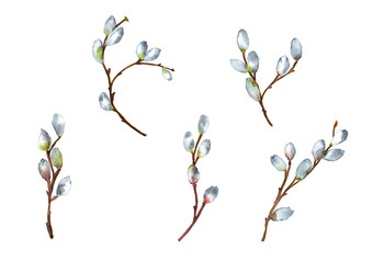 Set of realistic isolated willow branches in spring time blooming. Easter symbol. Watercolor hand painted elements isolated on white background. © Na.Ko.