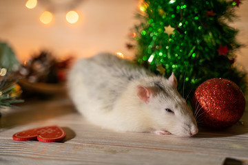 White rat on the background of a Christmas tree
