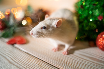 White rat on the background of a Christmas tree
