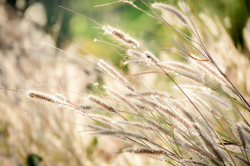 Close up grass flower on Sunlight background.