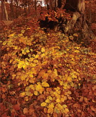 Autumn leaves on the forest floor 