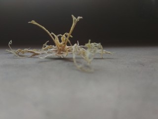 Zest of orange with black background 