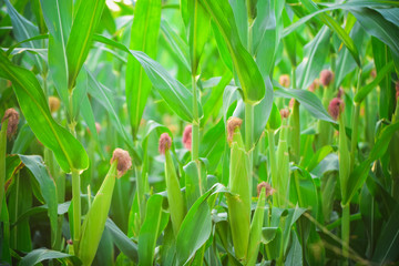Close up Corn field.