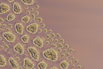 Human Virus, flu, view of a virus under a microscope, Viral disease outbreak. Infectious disease....