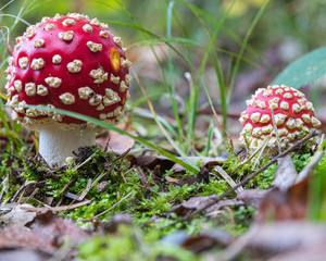 zwei Fliegenpilze
