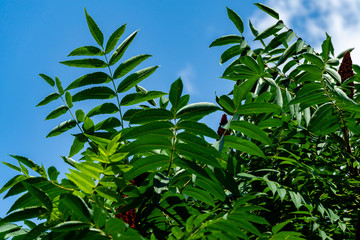 Bright carved green leaves on a branch of a Rhus typhina tree (Staghorn sumac, Anacardiaceae) against a blue sky. Selective focus. Natural texture background and design.