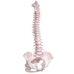 Human Spine Anatomy. Skeletal human spine and vertebral column or intervertebral discs. Detailed...