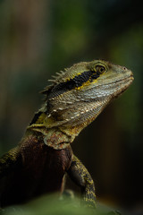 Australian eastern water dragon lizard closeup