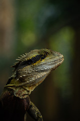 Australian eastern water dragon lizard closeup