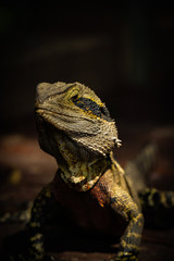 Australian eastern water dragon lizard closeup