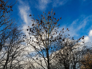 Young oak tree with bare branches and the last few leaves in early winter against a dramatic blue sky with white clouds