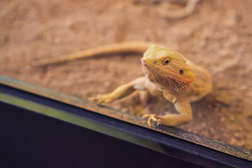 Big iguana lizard in terrarium - animal background