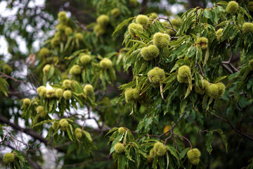 Chestnuts freshly picked still in curls, detail