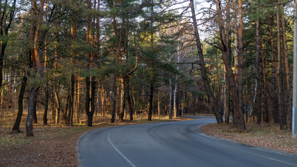 Fototapeta premium road in the forest