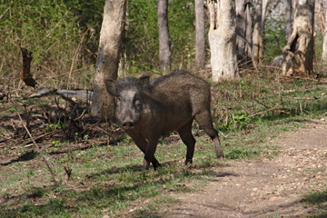 The boar or wild boar (Sus scrofa) is an omnivorous, gregarious mammal of the biological family Suidae.