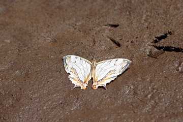 The Map (Araschnia levana)  butterfly of the Nymphalidae family. Koyana, India