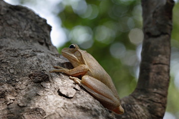 The Common Tree Frog, Four-lined Tree Frog, or White-lipped Tree Frog (Polypedates leucomystax)