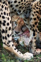 cheetah is hunting in savannah