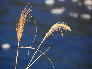 A photo of a cat and a river