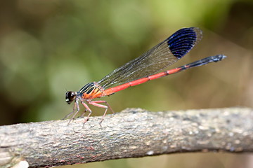 Damselfly - Suborder Zygoptera