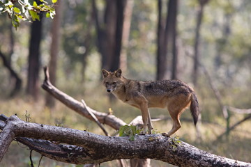 The Golden Jackal (Canis aureus), also called the Asiatic, Oriental or Common Jackal&nbsp;