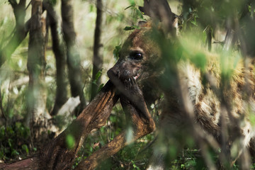 a hyena in savannah in kenya