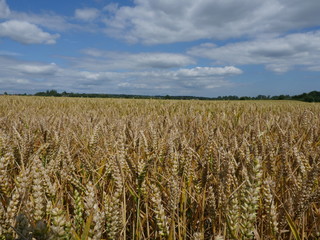 field of wheat