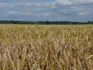 field of wheat