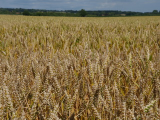 field of wheat