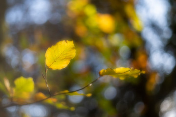 Beech leaves in autumn, the most colorful season