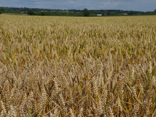 field of wheat