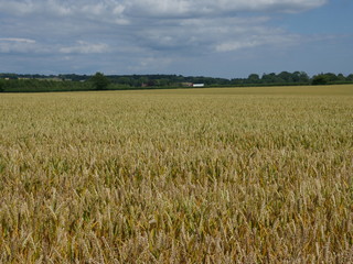 field of wheat
